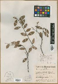 Diospyros sandwicensis image