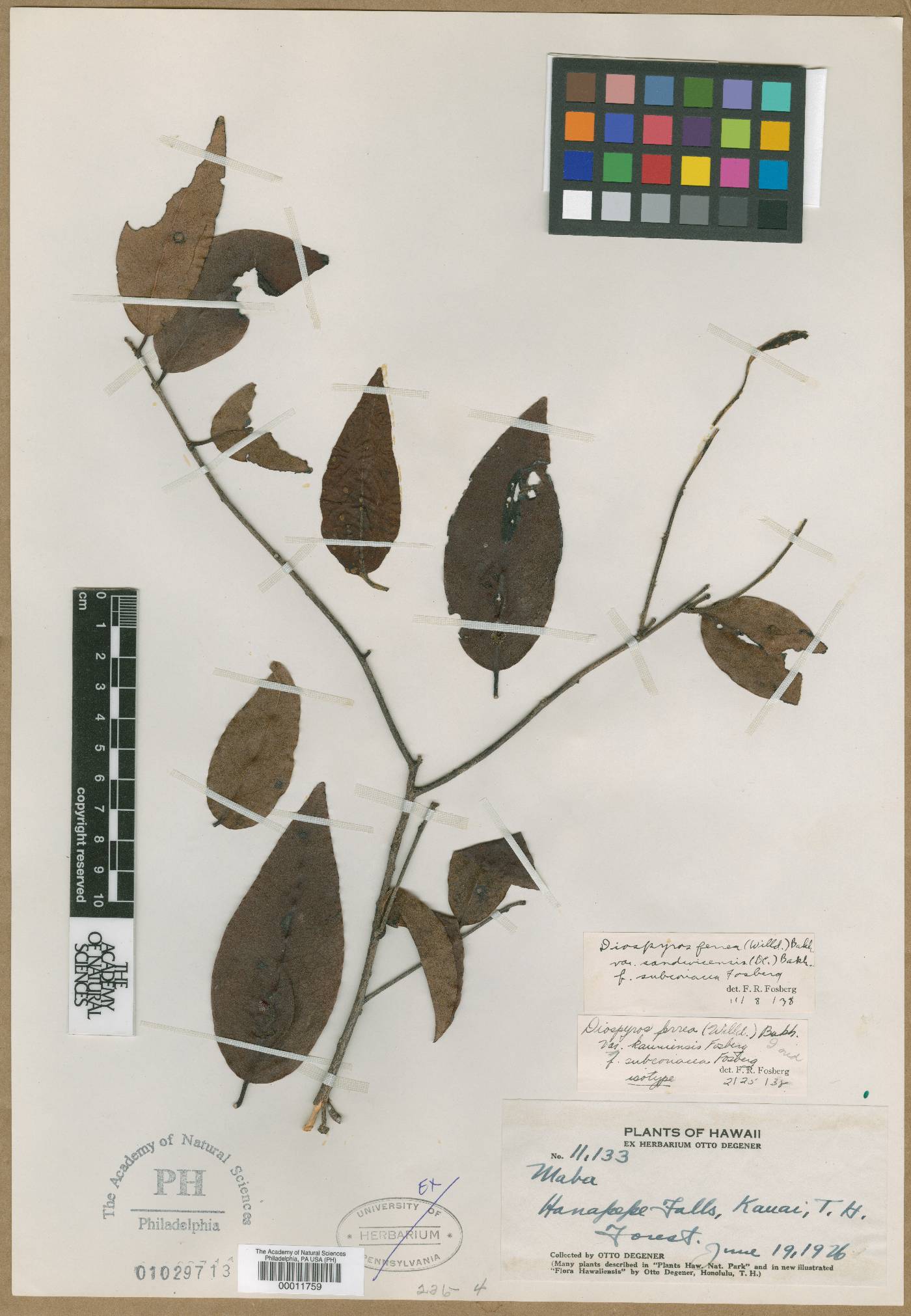 Diospyros sandwicensis image