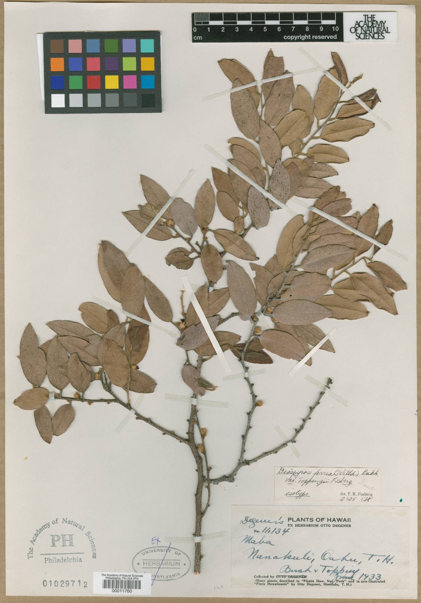 Diospyros ferrea var. toppingii image