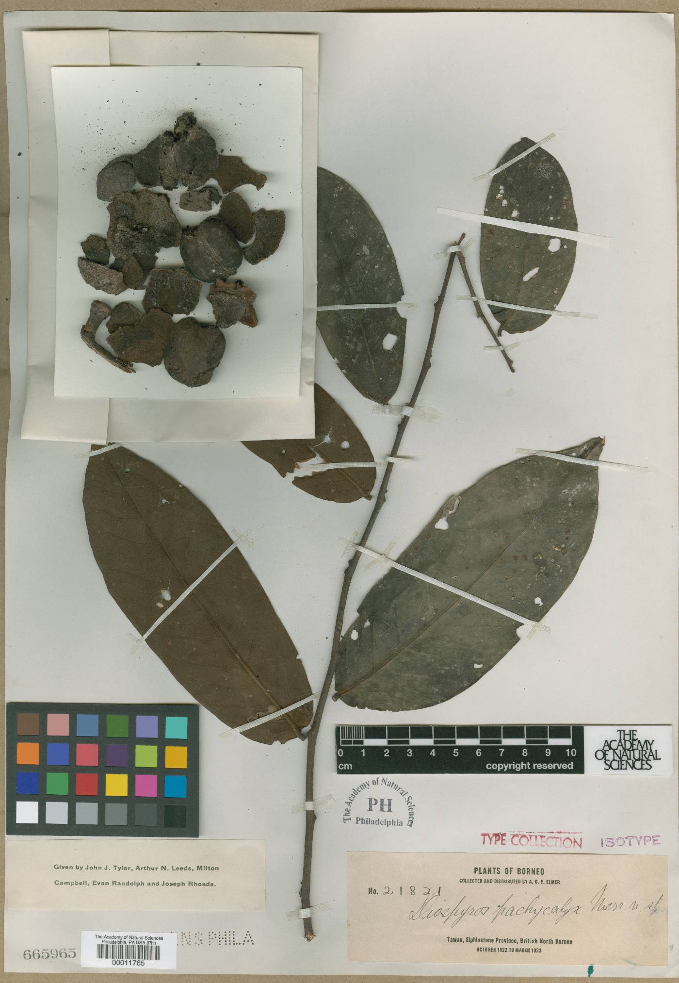 Diospyros macrophylla image