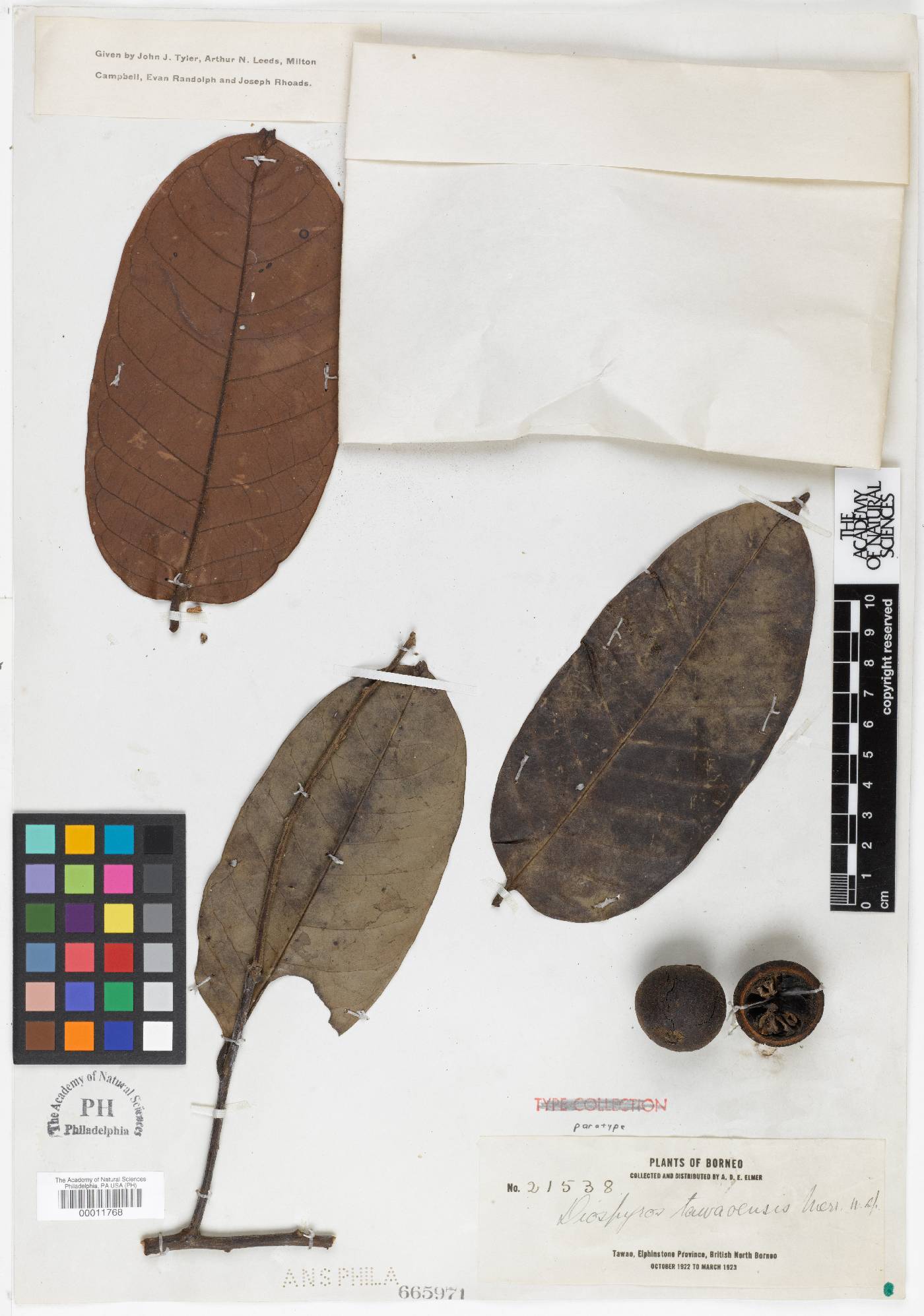 Diospyros borneensis image