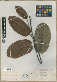 Diospyros borneensis image