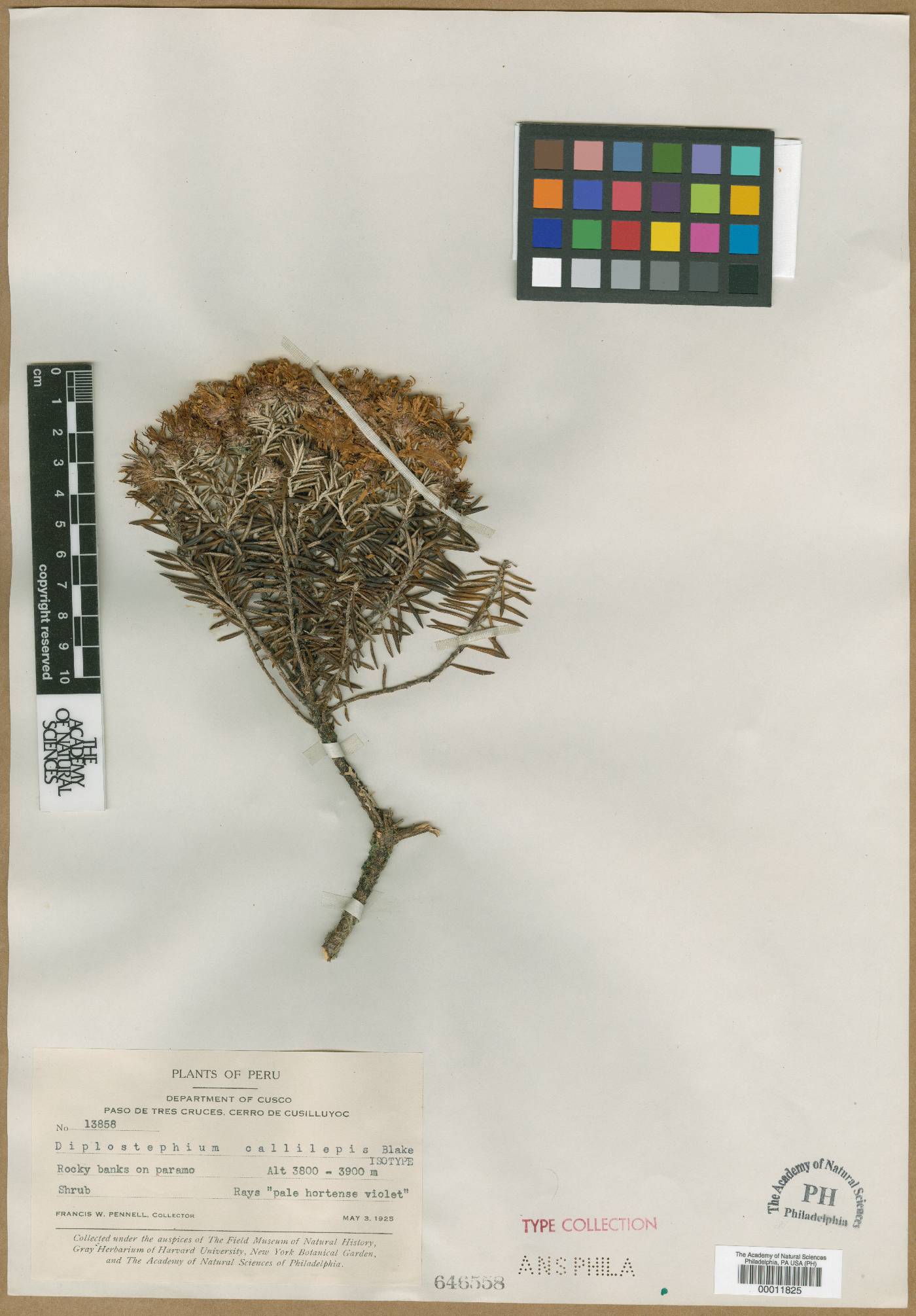 Diplostephium callilepis image