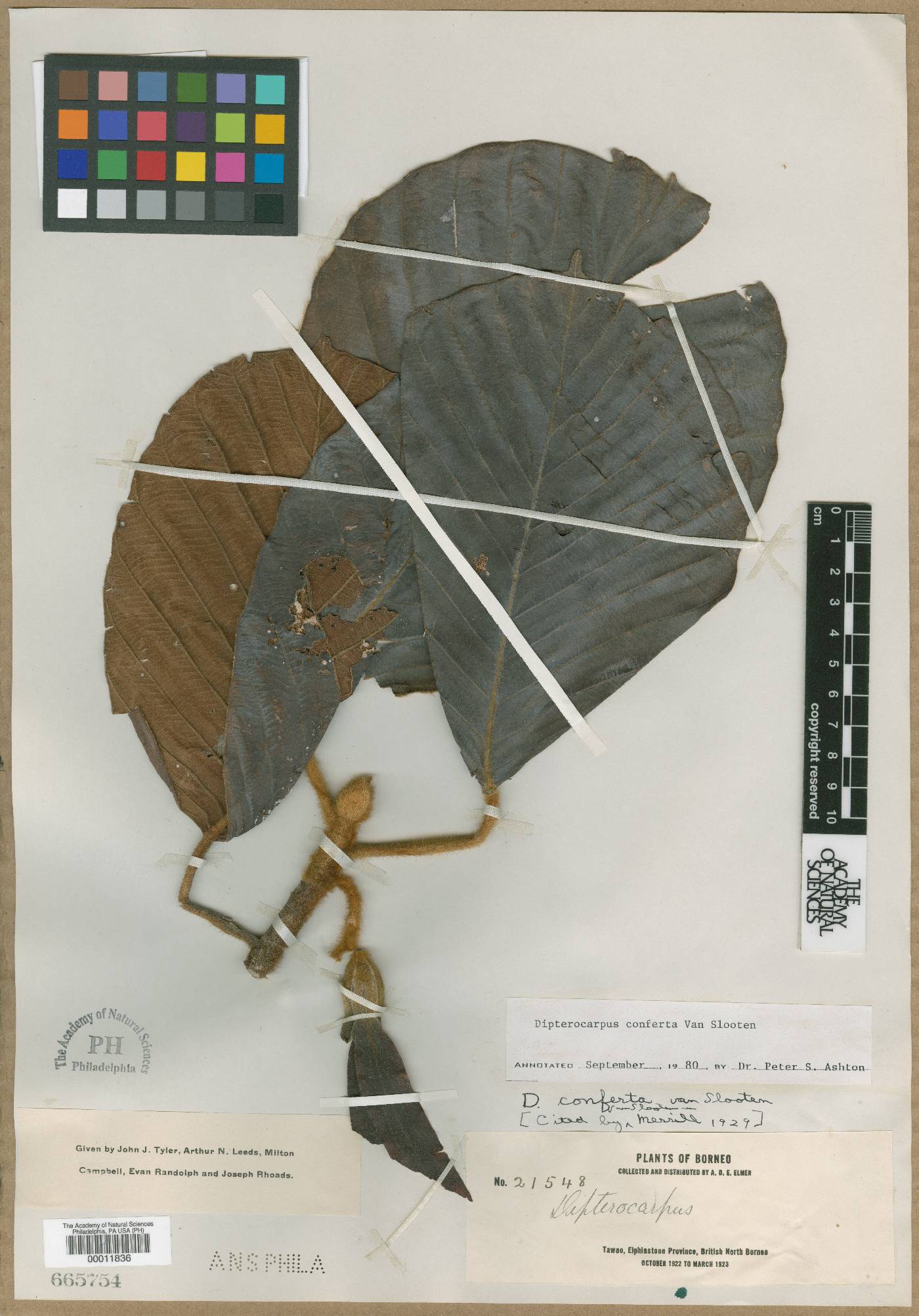 Dipterocarpus confertus image