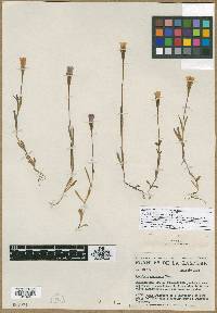 Gentiana gaspensis image