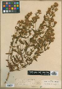 Gentianella microcalyx image