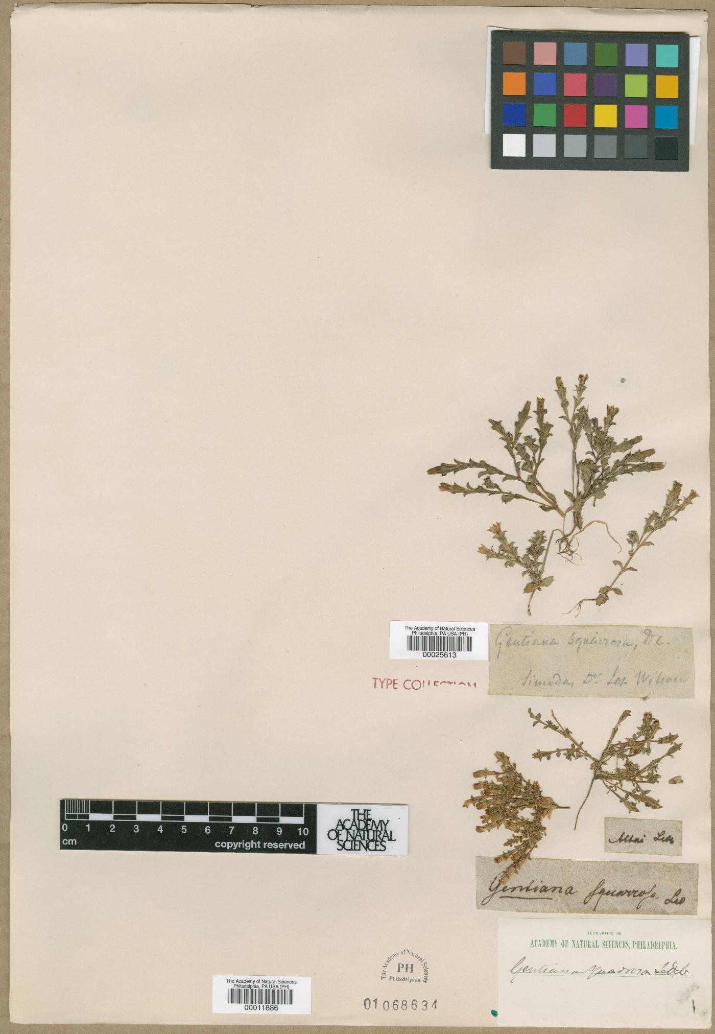 Gentiana squarrosa image