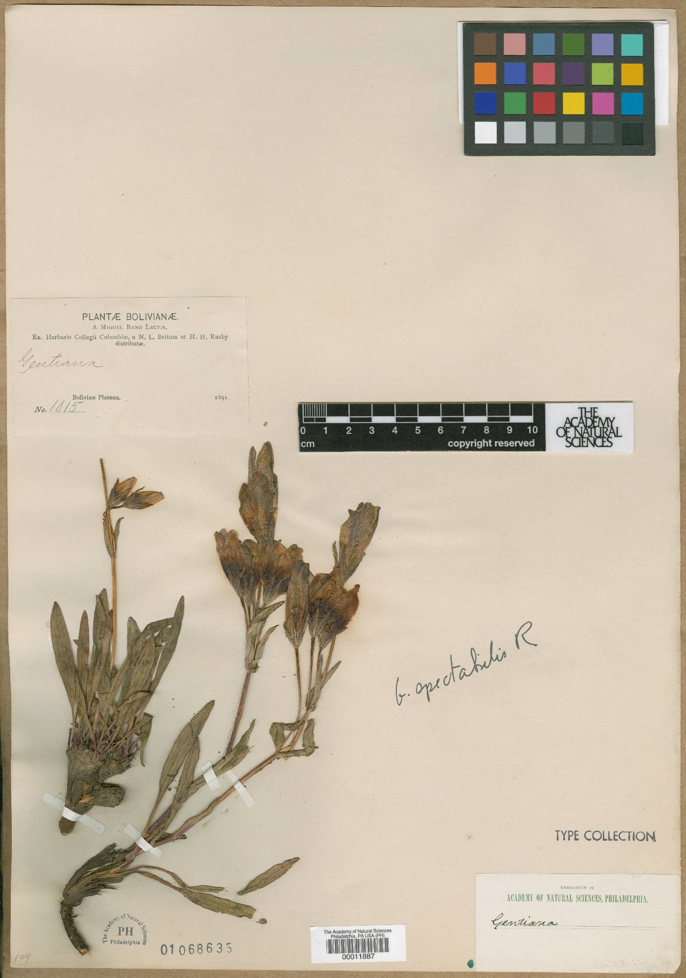 Gentianella dielsiana image