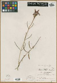 Gentiana porphyrio image