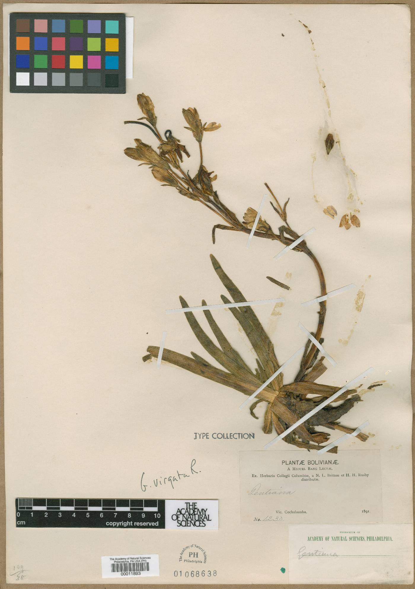 Gentianella kusnezowii image