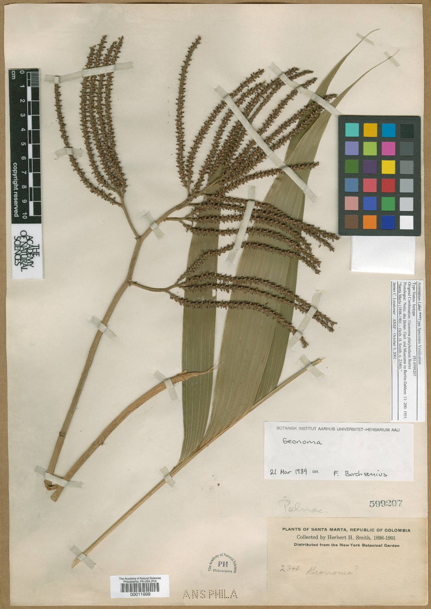 Geonoma interrupta subsp. platybothros image