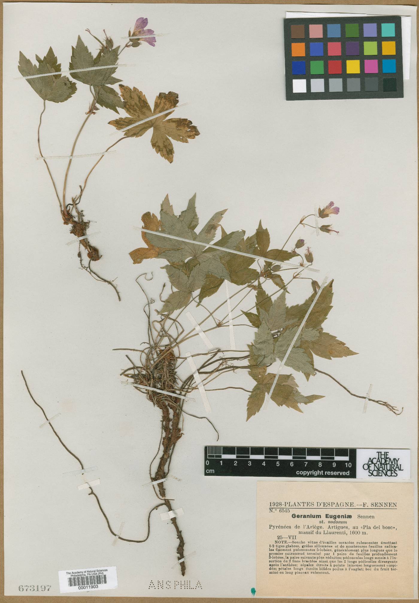 Geranium nodosum image