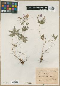 Geranium endressii image