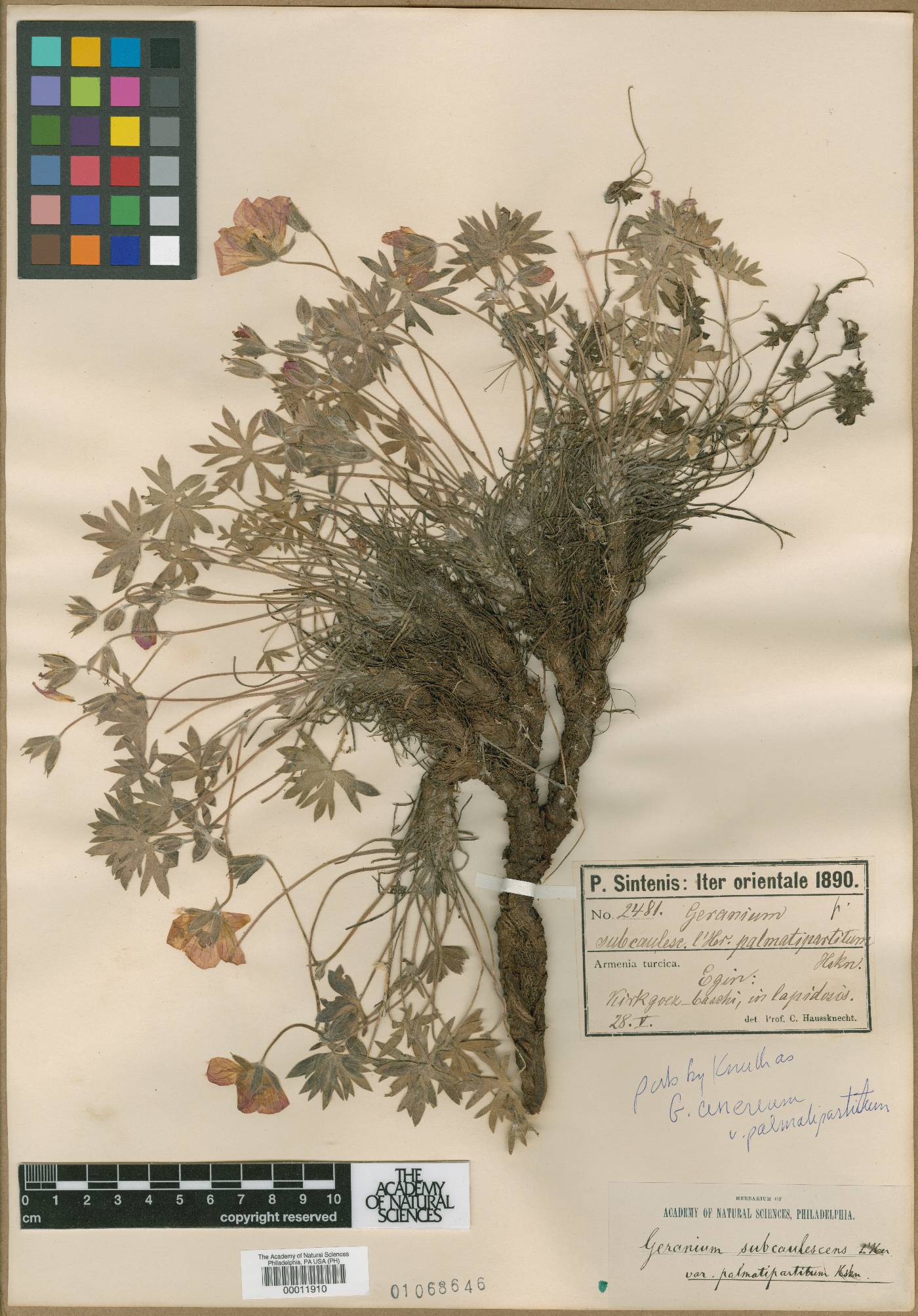 Geranium palmatipartitum image