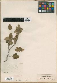 Image of Geranium arboreum