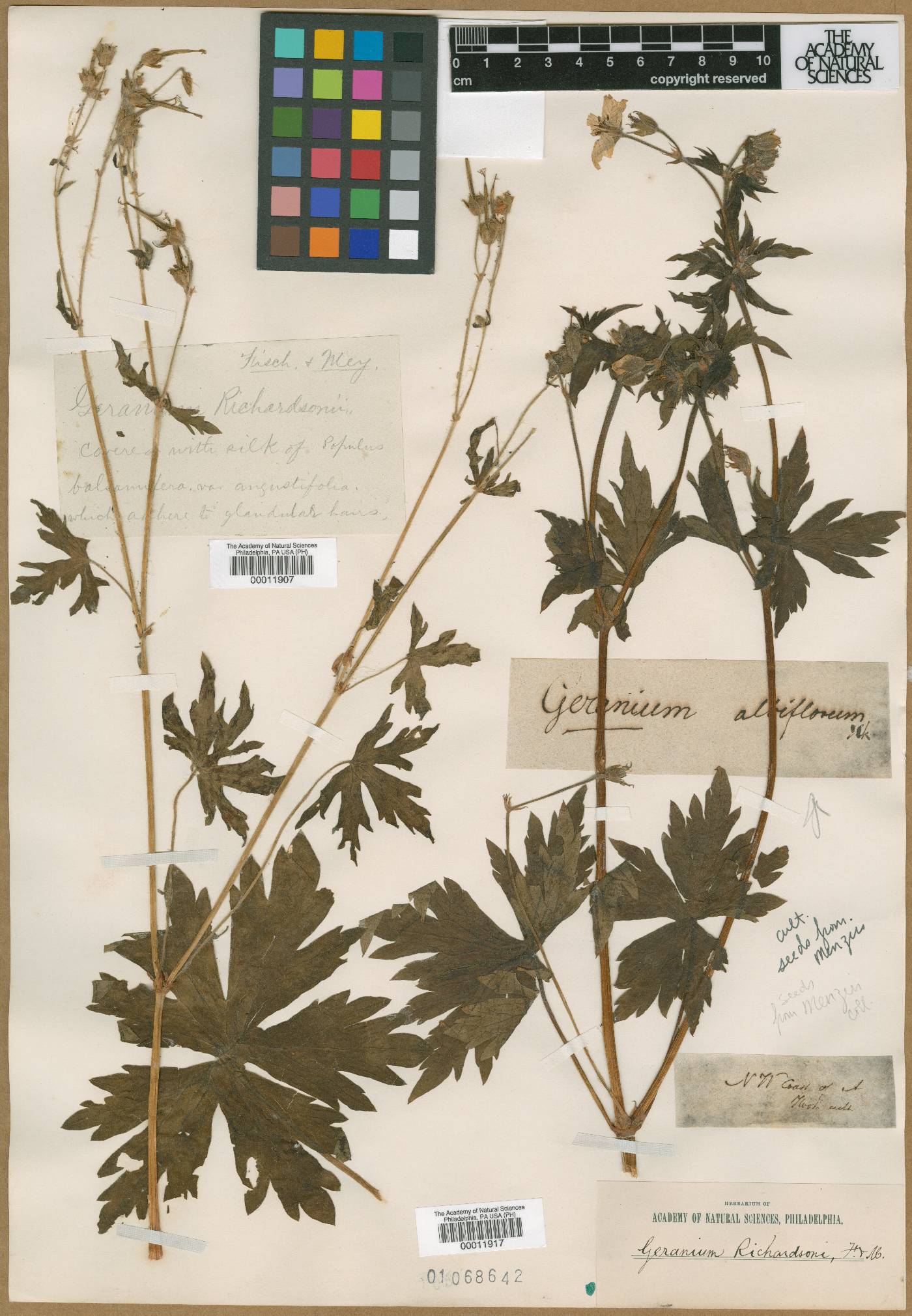 Geranium albiflorum image