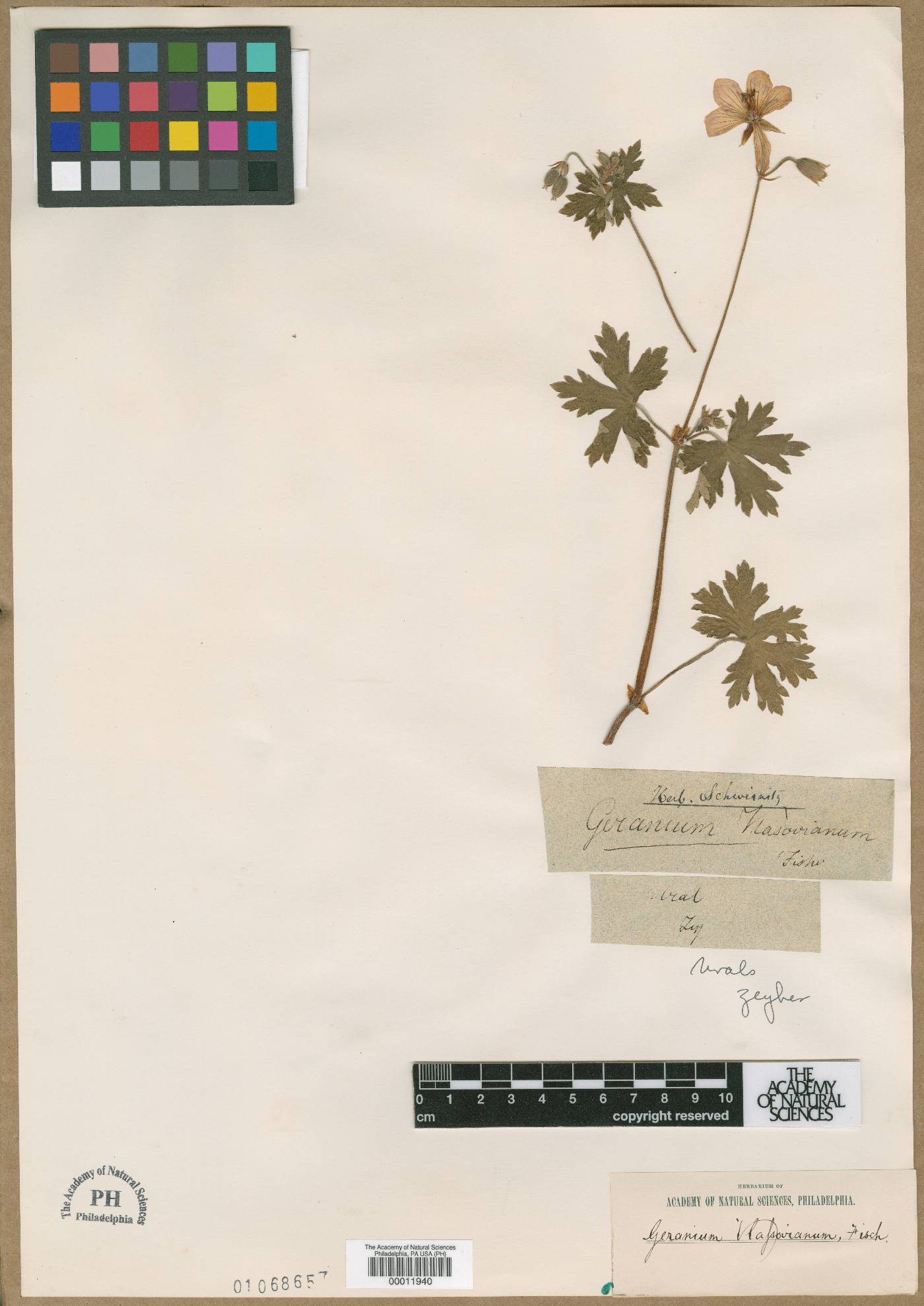 Geranium wlassovianum image