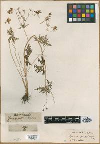 Image of Geranium pseudosibiricum