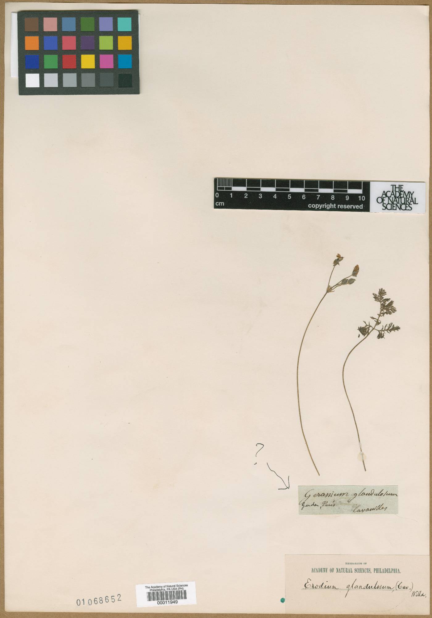 Geranium canescens image