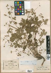 Geranium mexicanum image