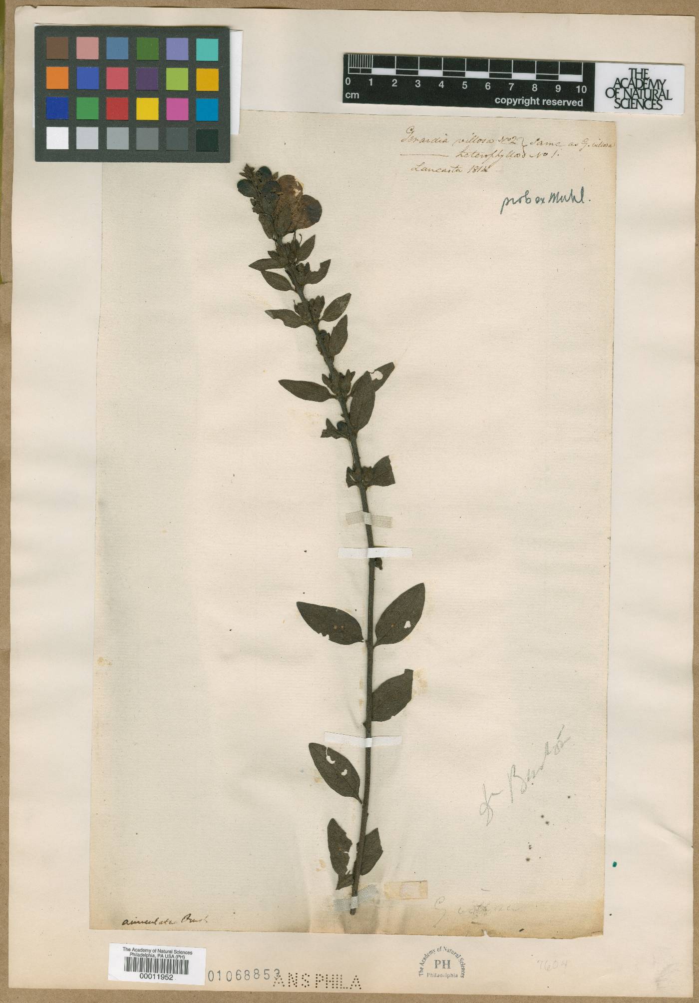 Gerardia villosa image