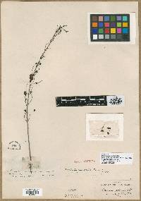 Image of Gerardia longifolia