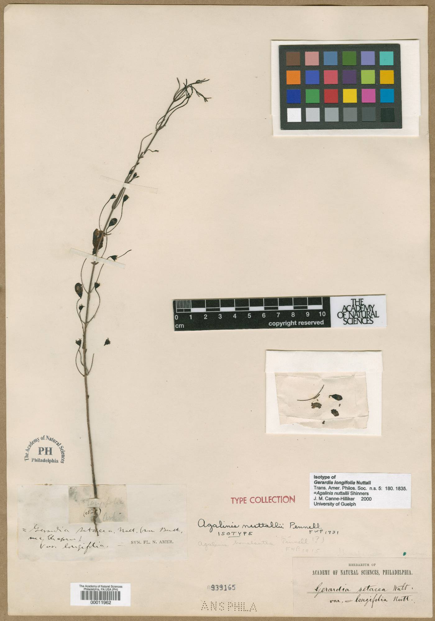 Gerardia longifolia image
