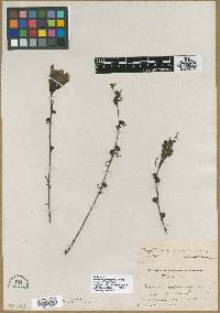 Gerardia galvesiana image