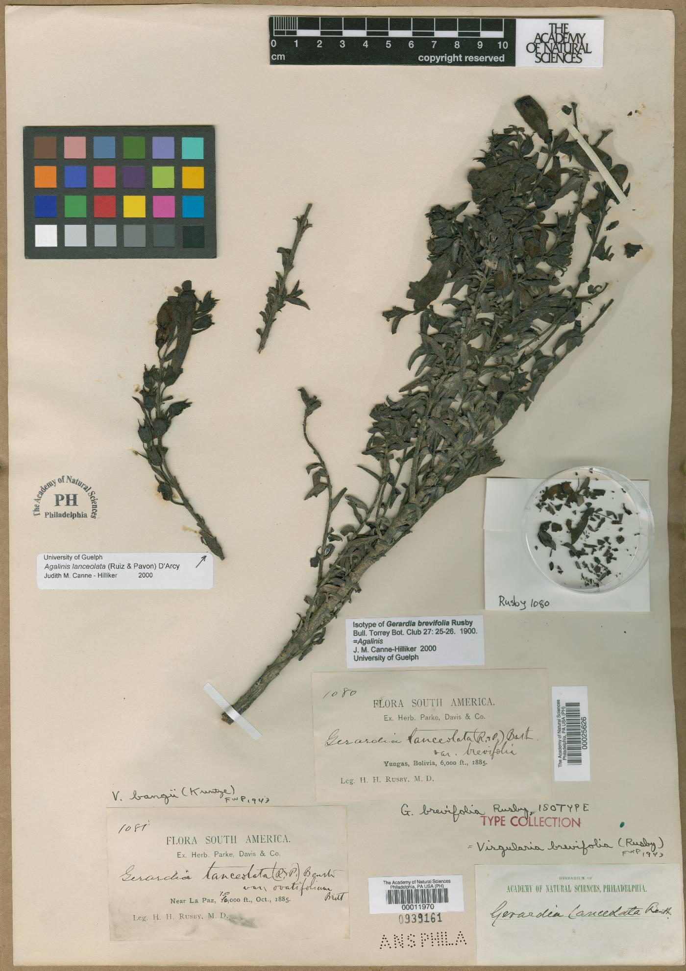 Agalinis brevifolia image