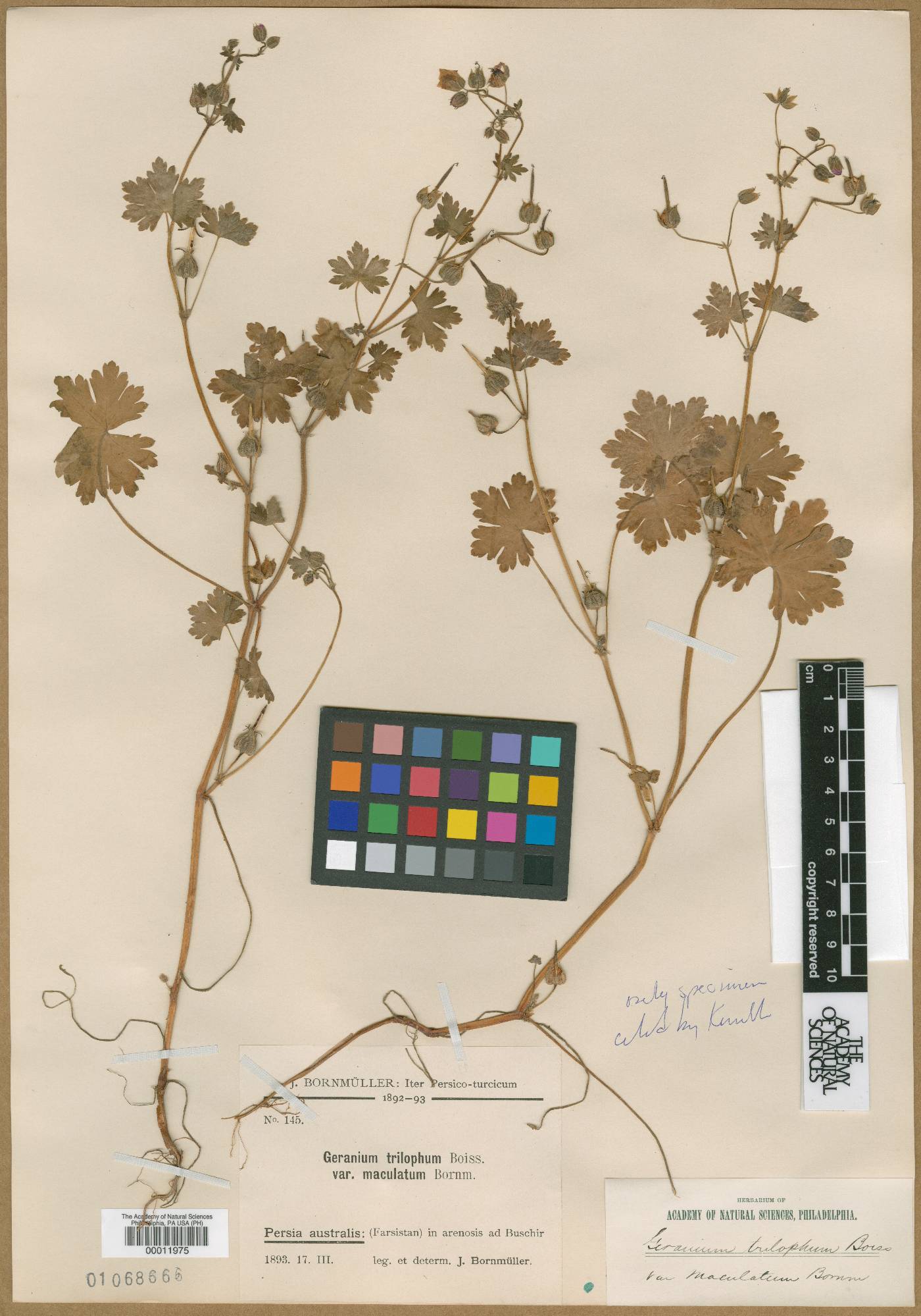 Geranium trilophum image