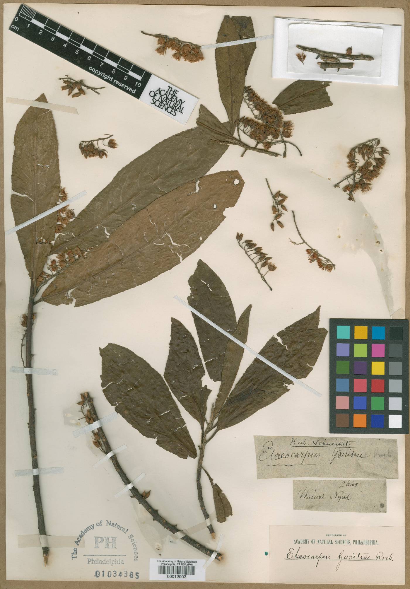 Elaeocarpus ganitrus image