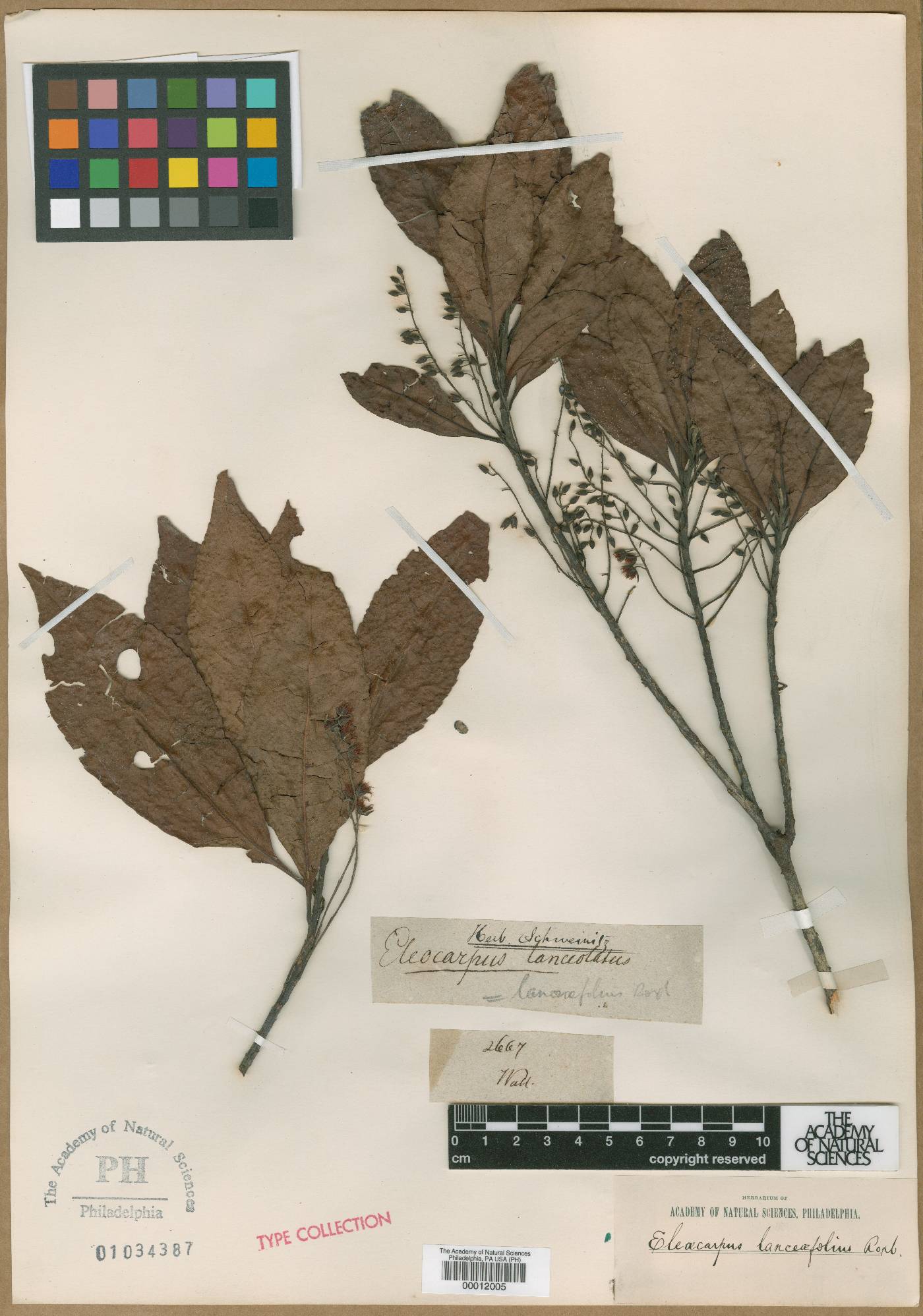 Elaeocarpus lanceifolius image