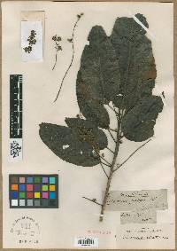 Image of Elaeocarpus robustus