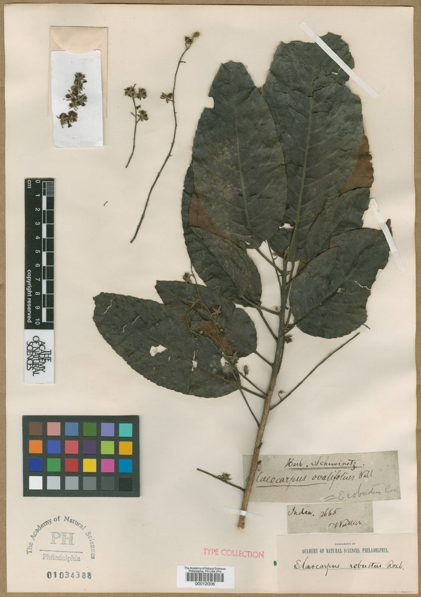 Elaeocarpus robustus image