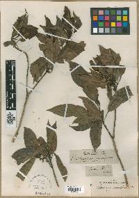 Image of Elaeocarpus prunifolius