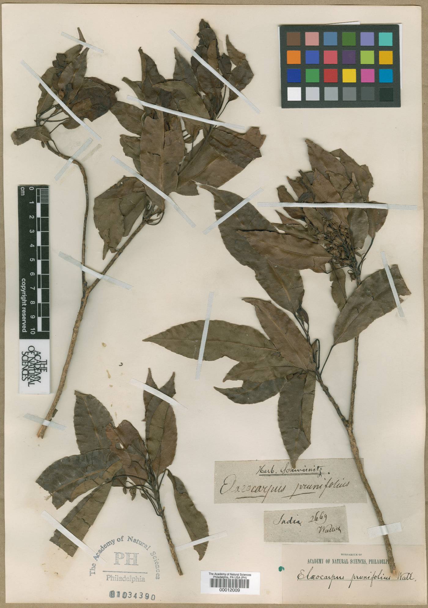 Elaeocarpus prunifolius image