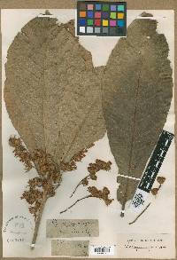 Elaeocarpus rugosus image