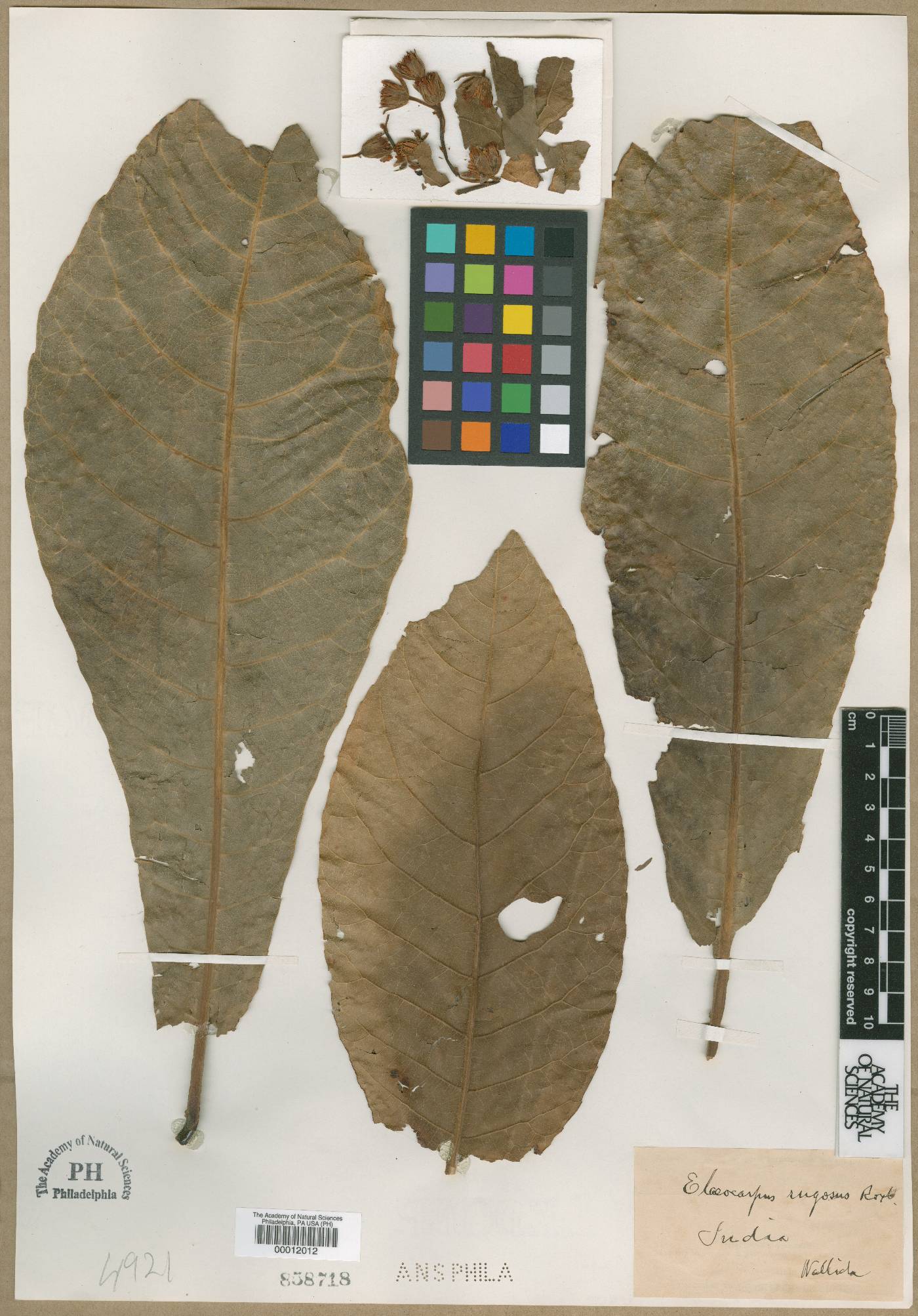 Elaeocarpus rugosus image