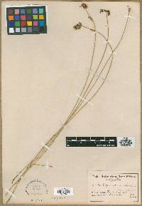 Elegia coleura image