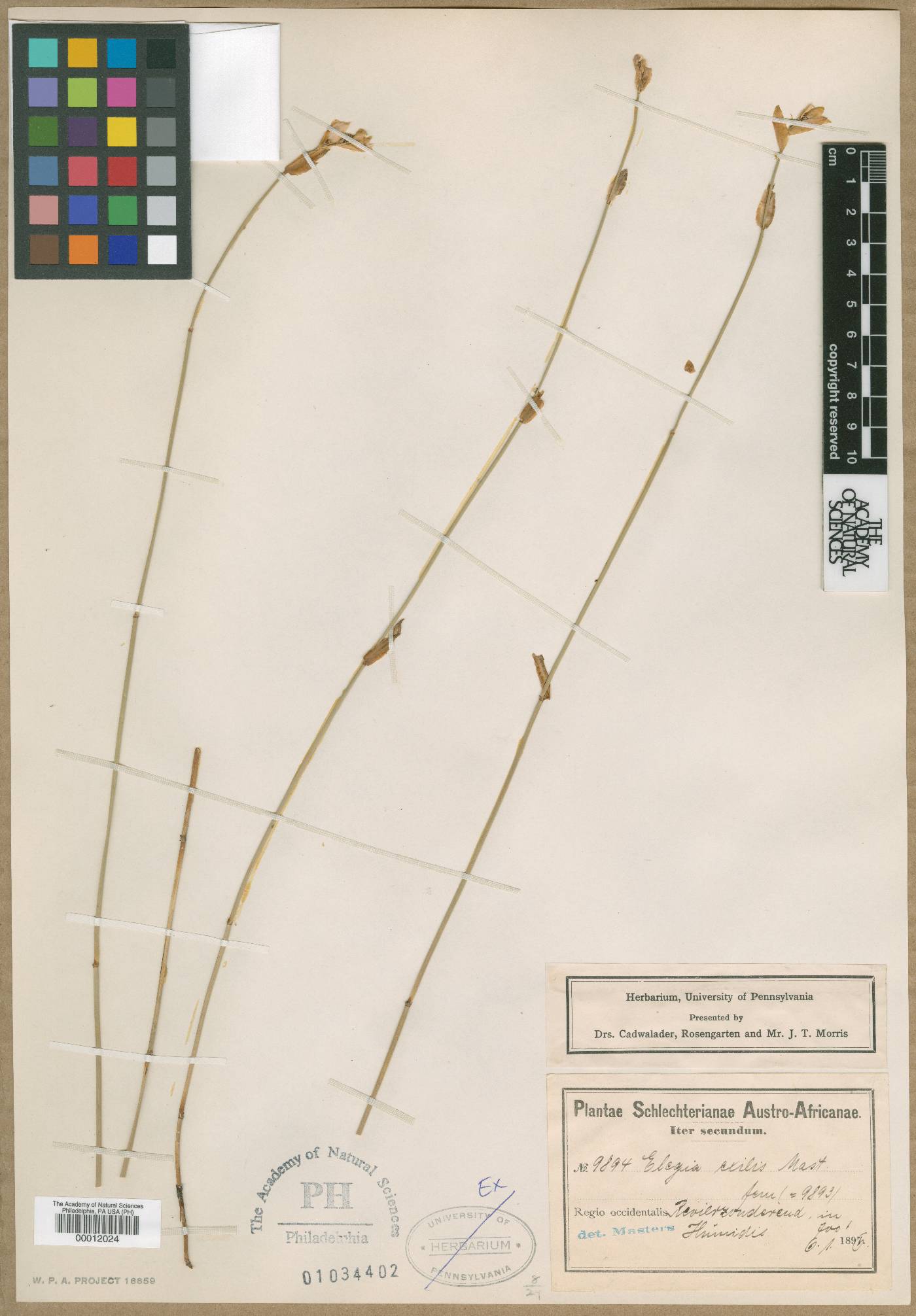 Elegia coleura image