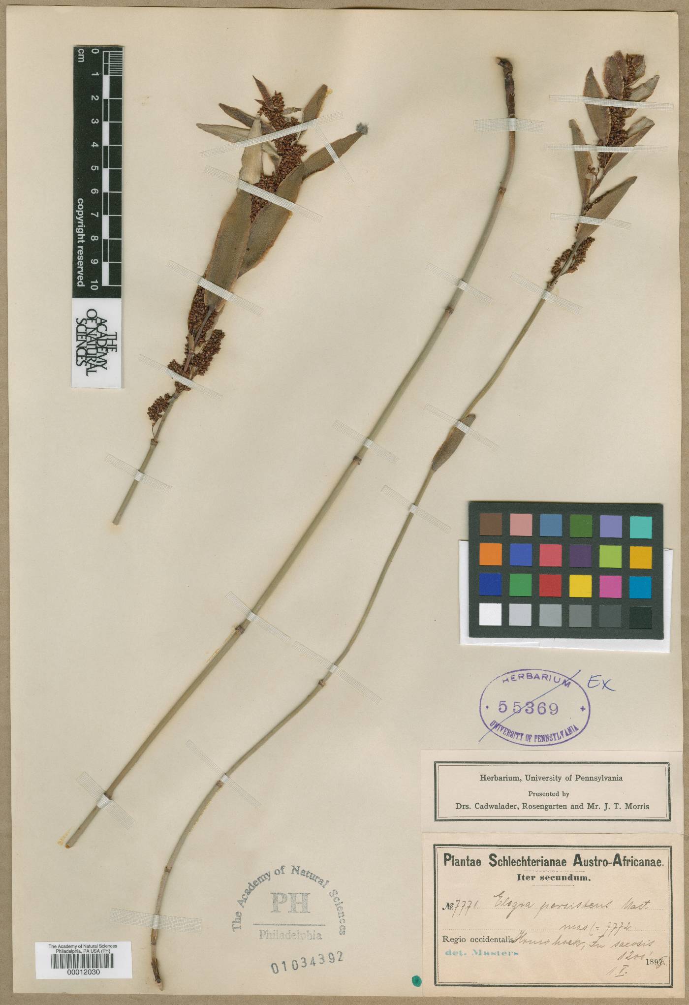 Elegia persistens image