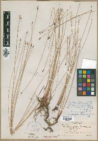 Eleocharis fallax image