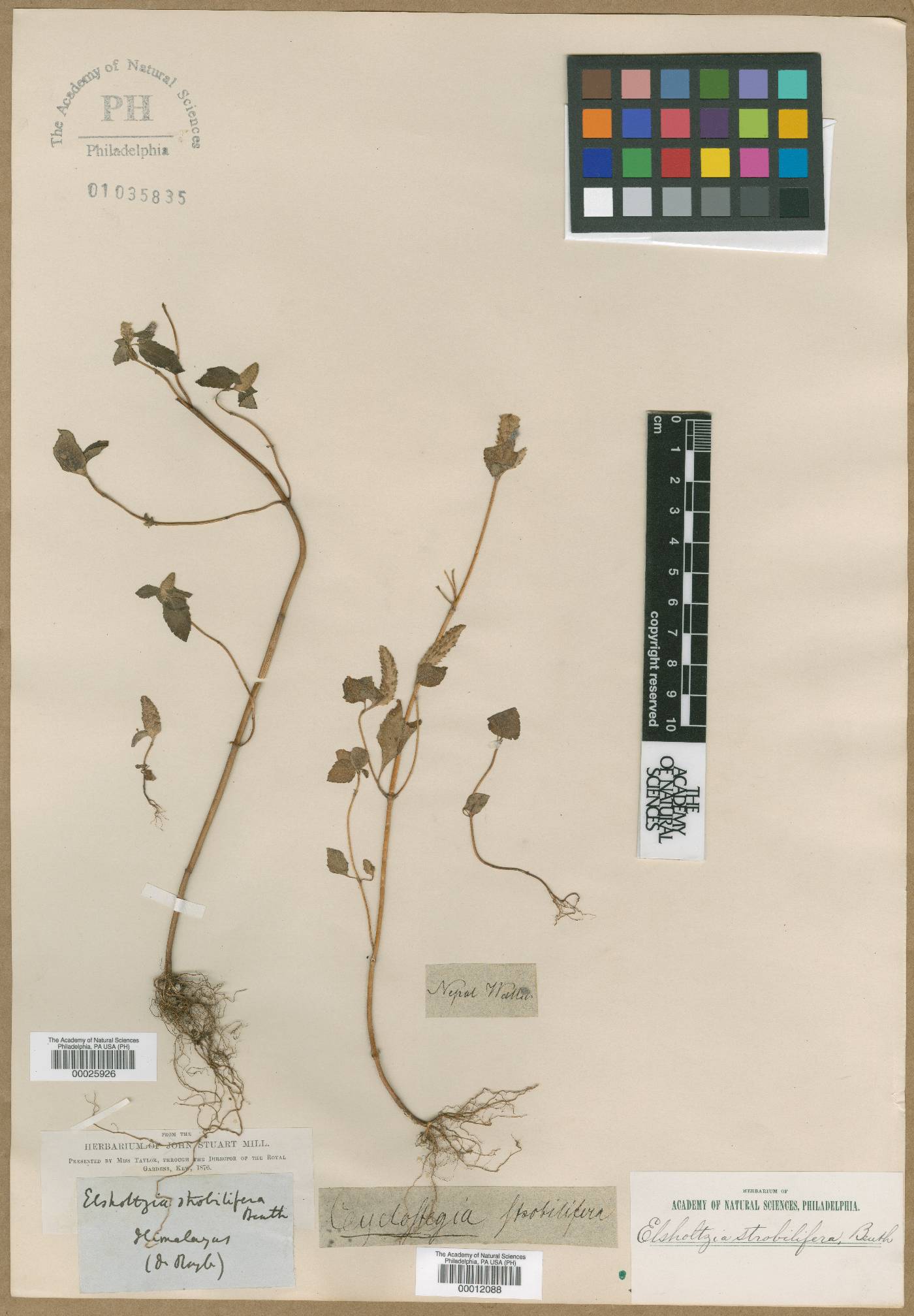 Elsholtzia strobilifera image