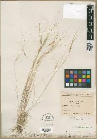 Elymus crinitus image