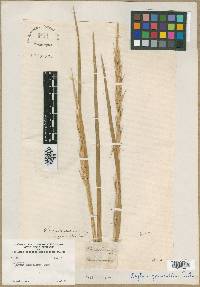 Image of Elymus geniculatus