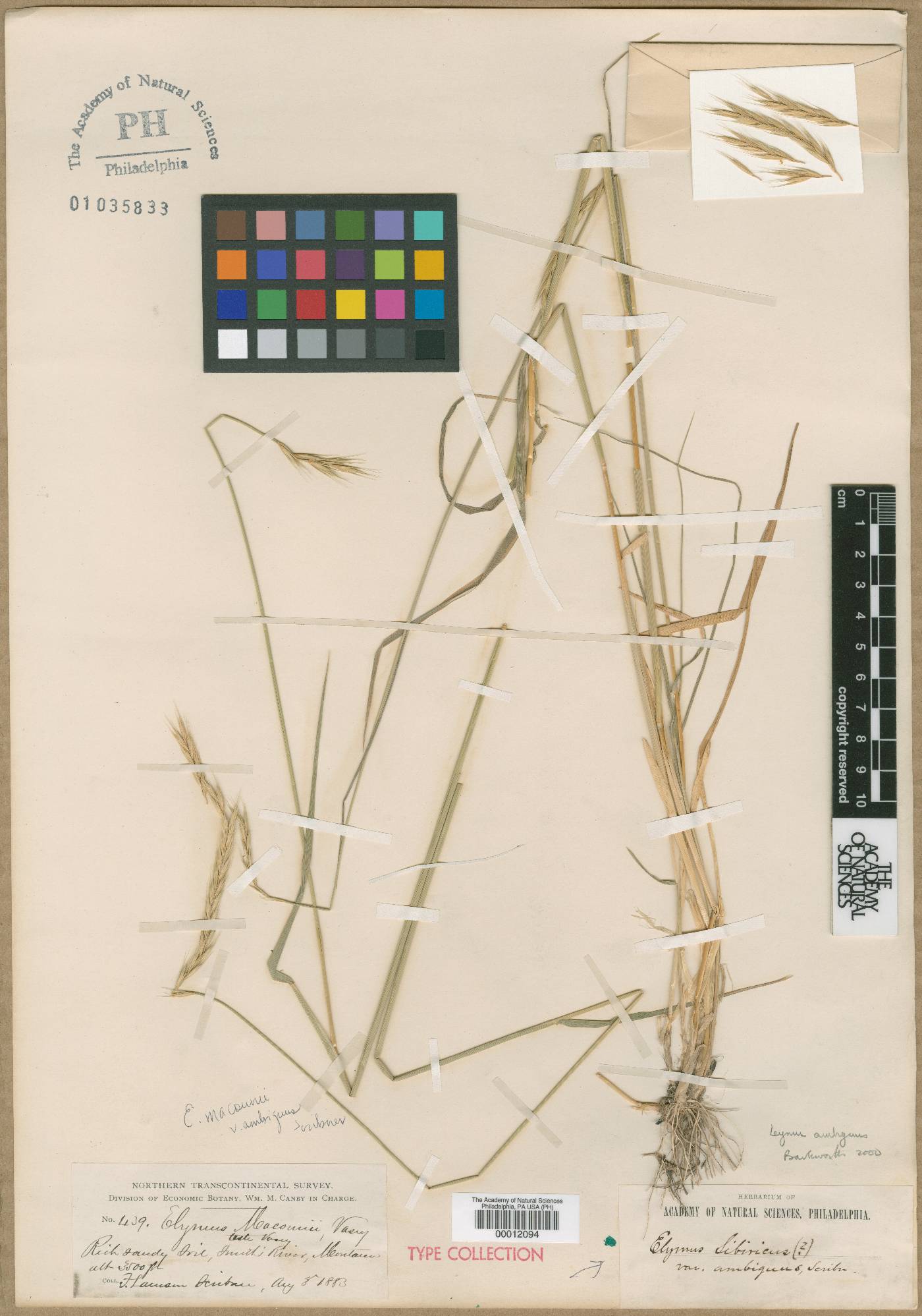 Elymus macounii image