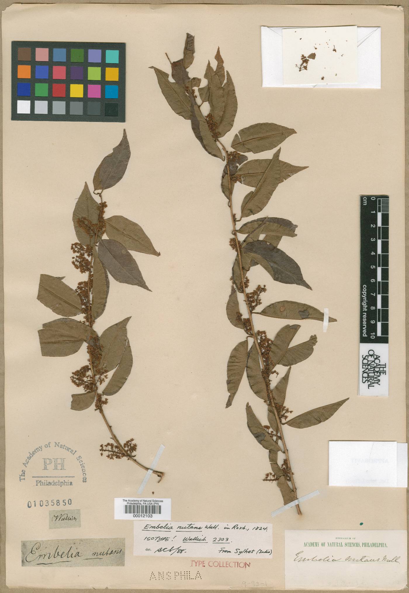 Embelia nutans image