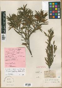 Lomatia tinctoria image