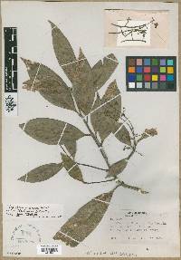 Endlicheria paniculata image