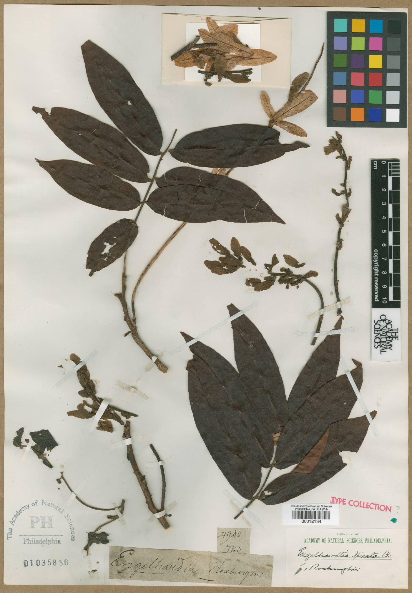 Engelhardia roxburghiana image